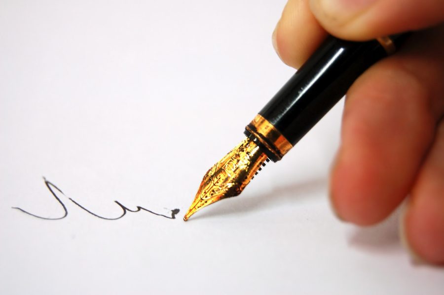 1000 Words Article Writing - dogs 
