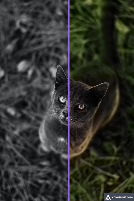 I will Colourise your black and white image . I can also remove the background of the image