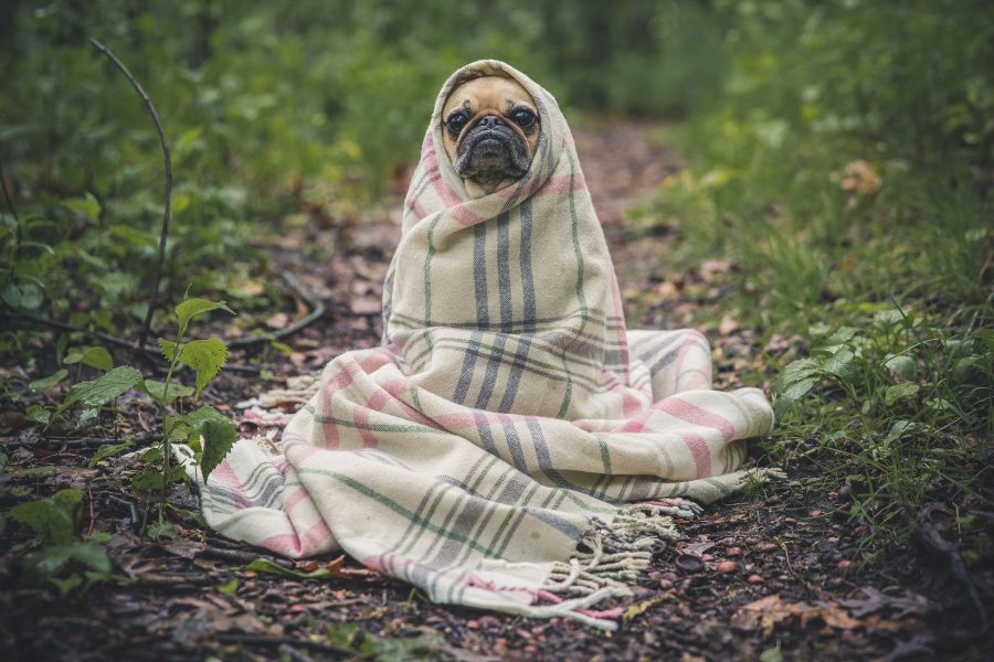 i present to you an article of 500 words on the health of dogs 