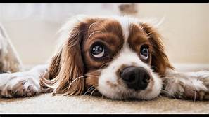 Why Dogs Scoot and How to Help Them Feel MUCH Better-An exclusive article consisting of 5000 words A