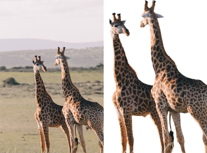 I will remove image image background Quickly 