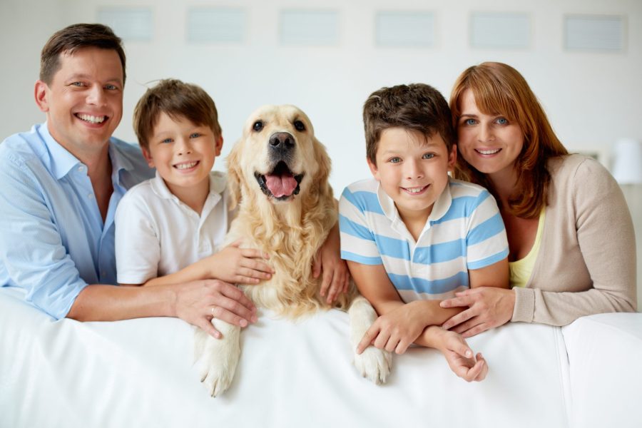 I will sell an article of6356 exclusive words 100% Choosing the Right Dog for Your Family