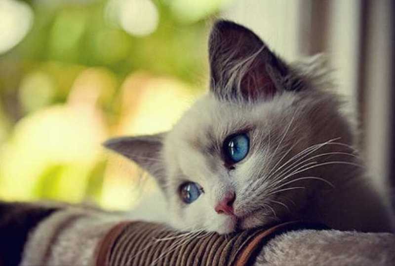 An exclusive 600-word article on the importance of caring for cats