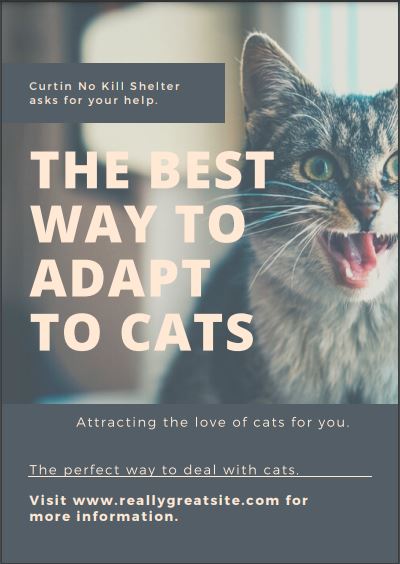 An exclusive 600-word article on the importance of caring for cats