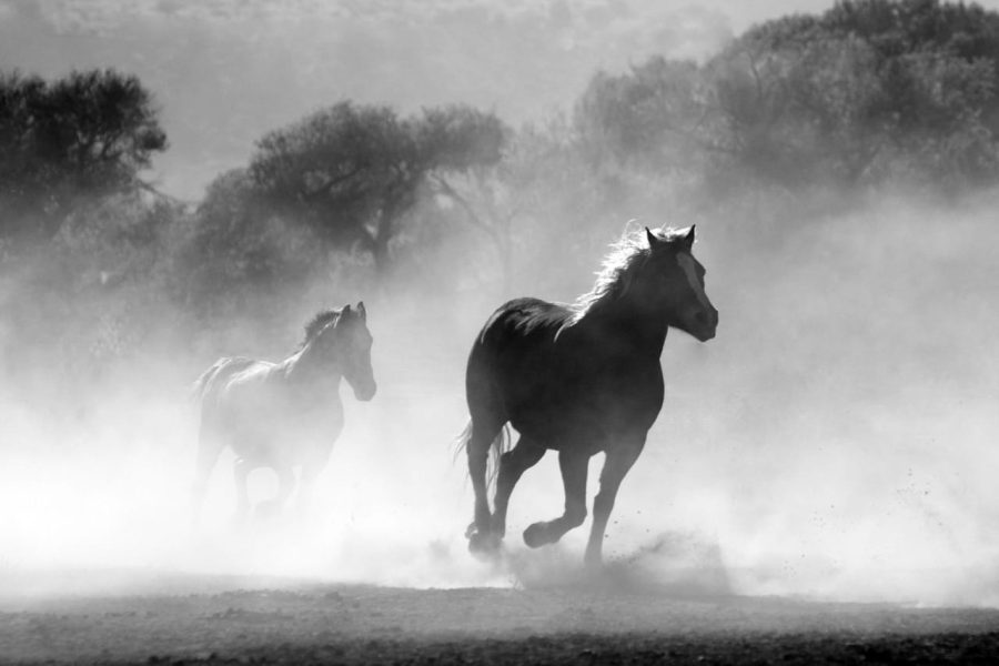 Convert 10 white and black images to color