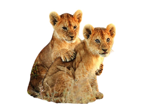 I will remove background from 15 Images just in 10$