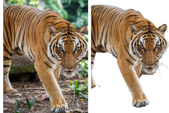 I will remove image background very first and professionally picture removal