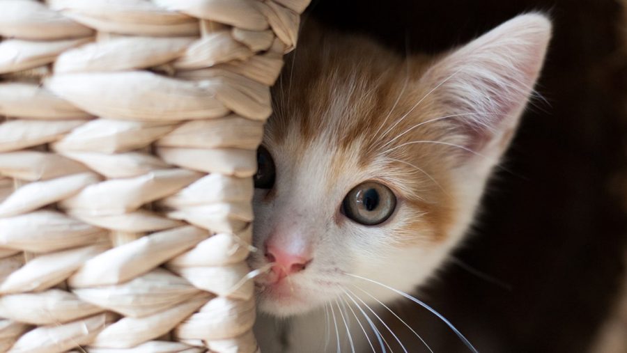 selling a 500-word article 100% exclusive about cat care