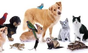 An article consisting of 595 words 100% exclusive about the treatment of joints in animals