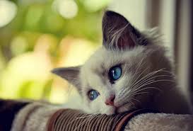 Get 8000 words High Quality and Well talk about Beautiful cats Artic...