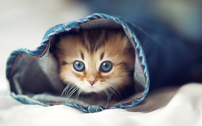 Get 8000 words High Quality and Well talk about Beautiful cats Artic...