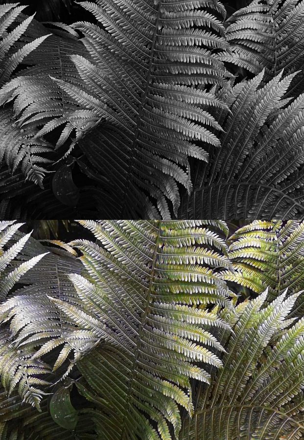 Colorize and enhance your photos 