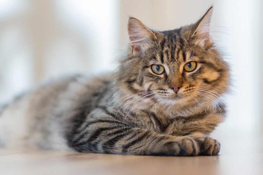 Get a professional video of cats to use on social media platforms