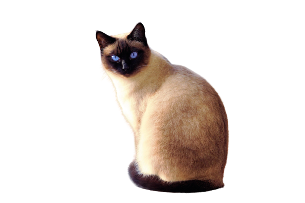 I can delete 5 to 10 background images in less than 1 hour, very accurate and excellent