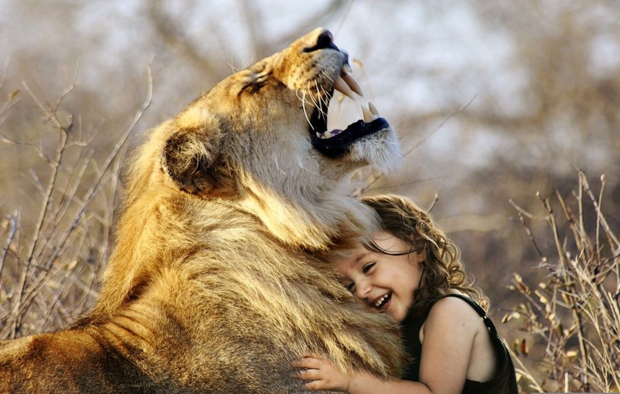 I will create cute and funny animal videos