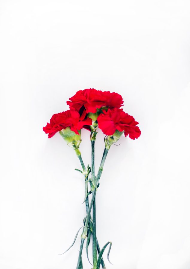 i will remove back ground from your image