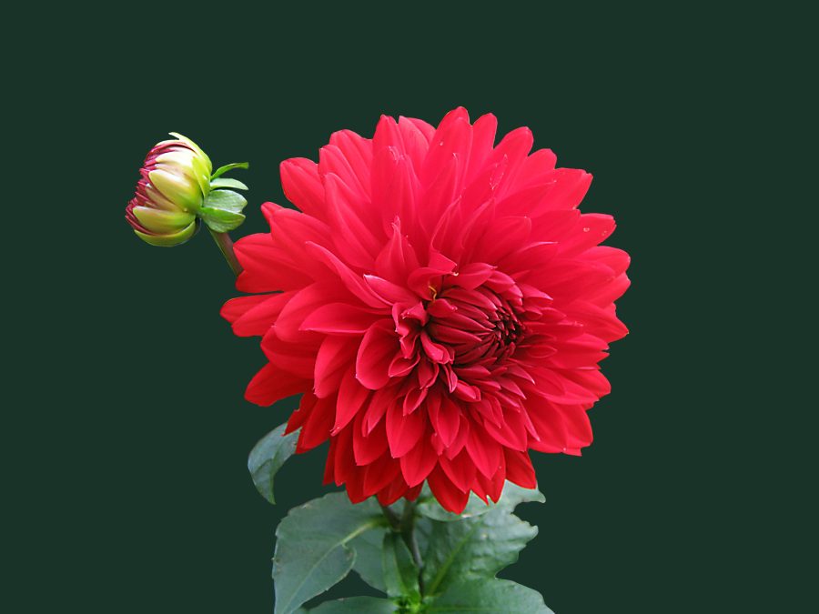 Remove background of 25 images in 24 hours 