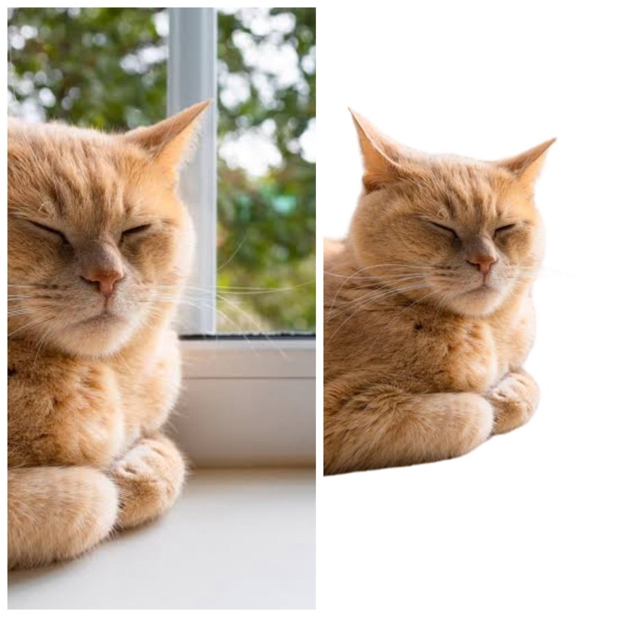 Seamless Image Background Removal: Transform Your Photos with Precision