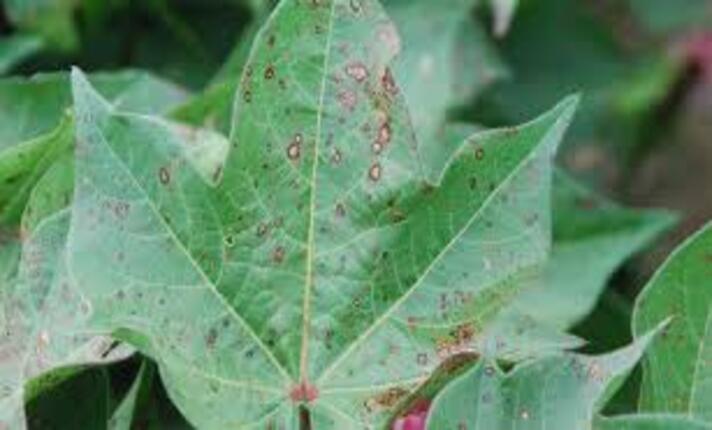 I will deal with plant pathology