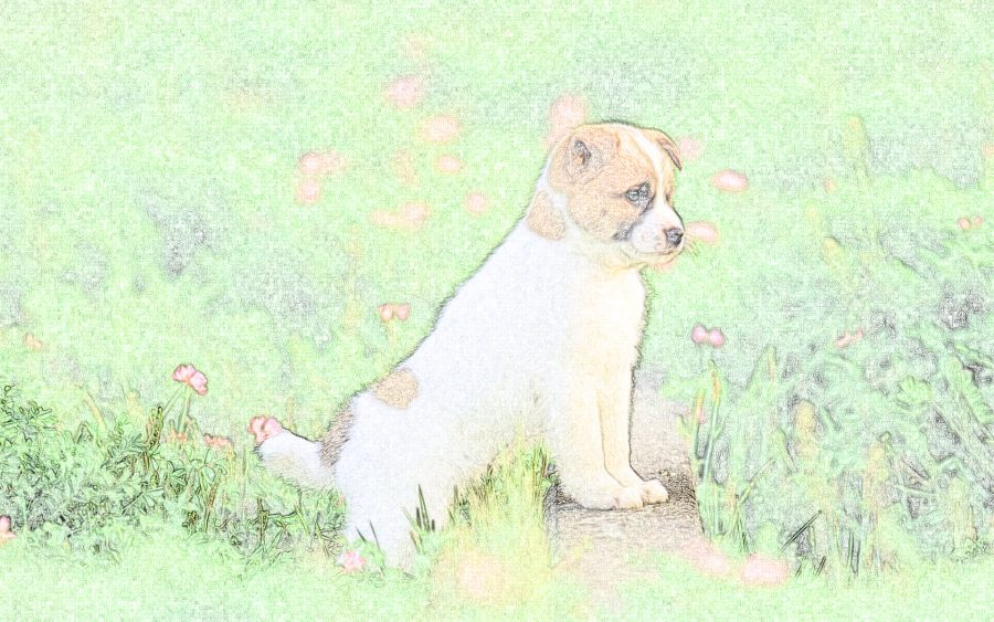 Make a cool illustration from your photo in my style