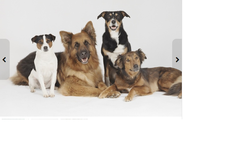 write and guest post at pr 3 Pets related blog