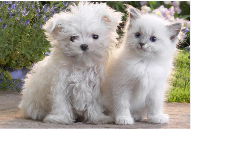 write and guest post at pr 3 Pets related blog