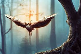  Any Photoshop Job with awesome work