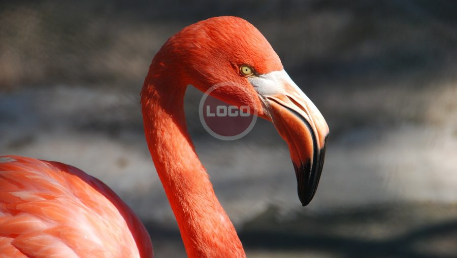 Watermark (Adding logo) your photos. 500 mb  or 1000 photos