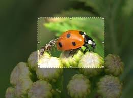 30 Crop or resize image or photo 