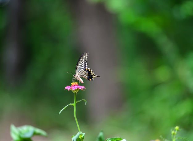 Photo blur effect within 5 - 6 hours