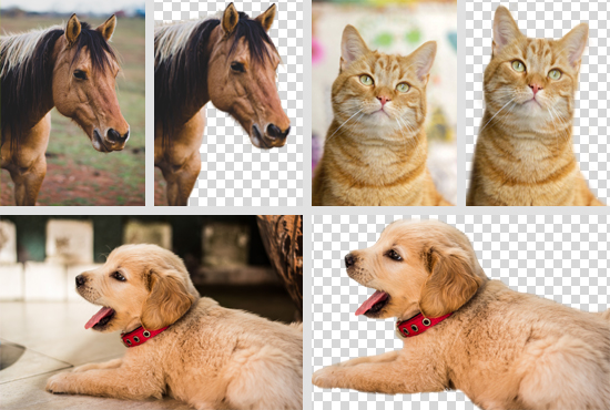 Remove Background or Change  From Your Images In 24 Hours