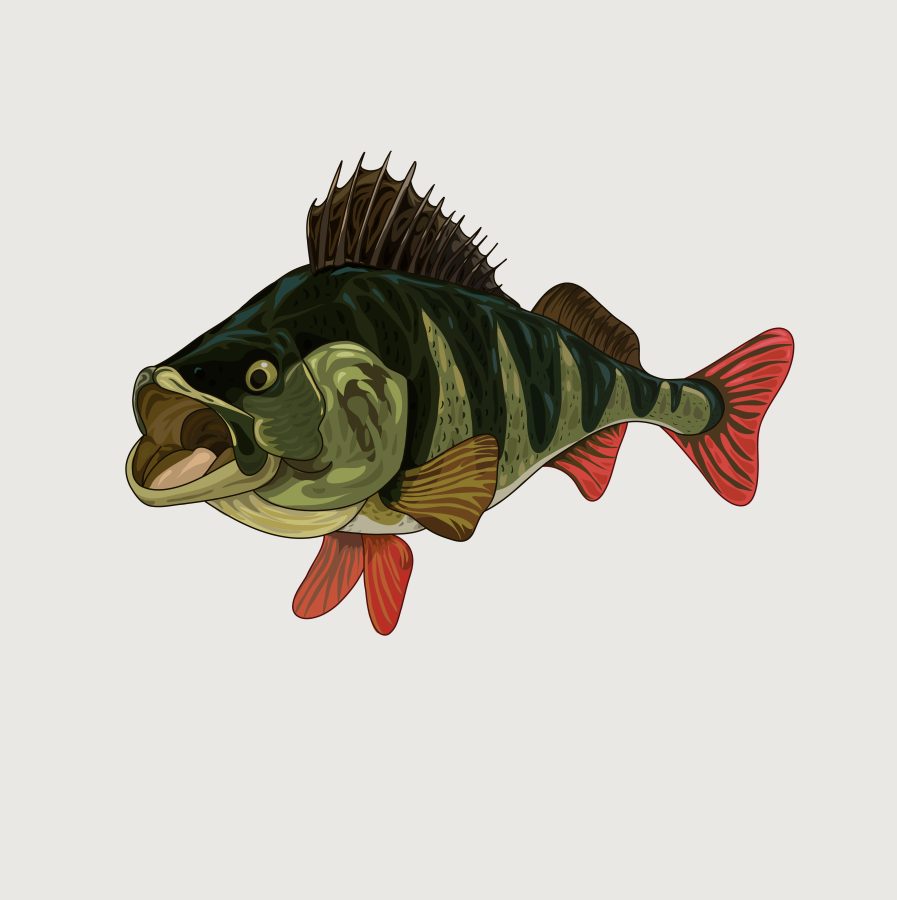 Draw your pet or any other animal in vector