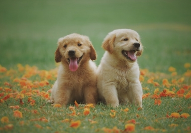 Background remover and colouriser