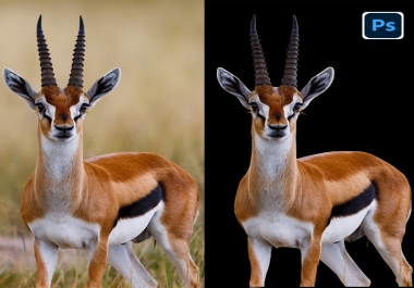 Image background remove,  photo resizing,  photo edit
