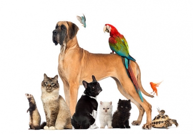 Composing selective pets articles in an expert manner. The article is 1000 words.