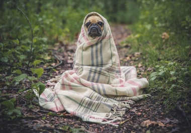 i present to you an article of 500 words on the health of dogs