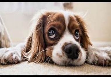 Why Dogs Scoot and How to Help Them Feel MUCH Better-An exclusive article consisting of 5000 words A