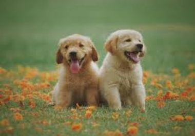 I will write 500+ words Article/Content Top Quality about Pets,  it is SEO Optimized and Unique