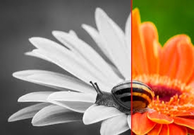 I will colourize your old photos