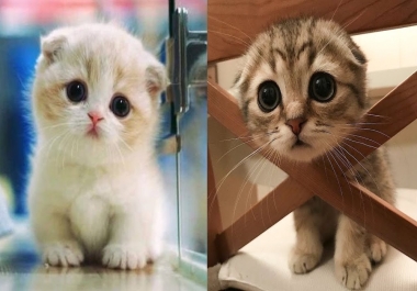A 500-word article about cats and what they hate