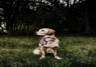 Remove the background of pictures without altering it.