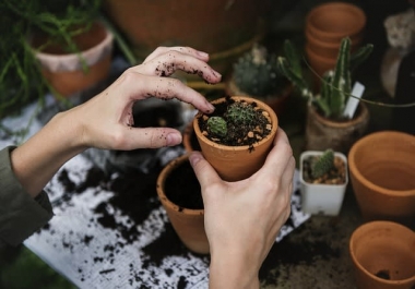 I will write gardening articles,  blogs and guides for you