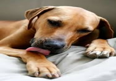I will provide unique article about the Reason Dogs Lick Their Wounds