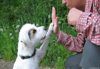 Simple Method To Stop Your Dog From Begging For Food
