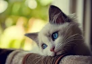 Get 8000 words High Quality and Well talk about Beautiful cats Artic.
